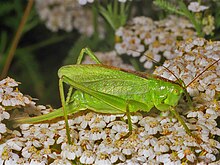 Tettigoniidae - Cantans cantans-1.jpg