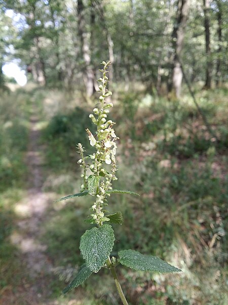 File:Teucrium scorodonia sl56.jpg