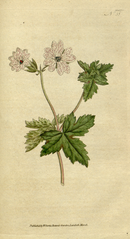 plate 55 Geranium striatum Striped Geranium (Geranium sanguineum var. striatum)