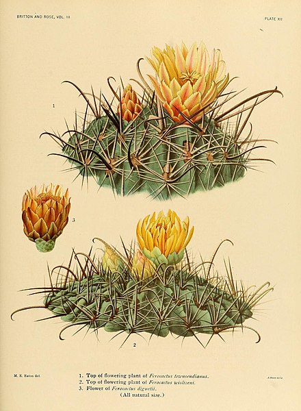 File:The Cactaceae (Plate XII) (8569084190).jpg