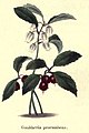 The botanic garden (Plate 5) - Gaultheria procumbens.jpg