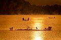 The fishermen and the egrets during golden hour at Phewa Lake.jpg