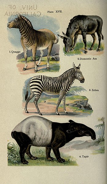 File:The handy natural history (Coloured Plate XVII) (5984802179).jpg