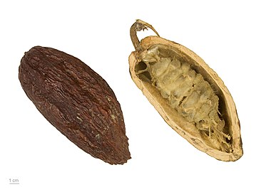 Theobroma cacao MHNT.BOT.2004.0.204.jpg