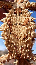 Thorny Devil (Moloch horridus), Northern Territory, Australia