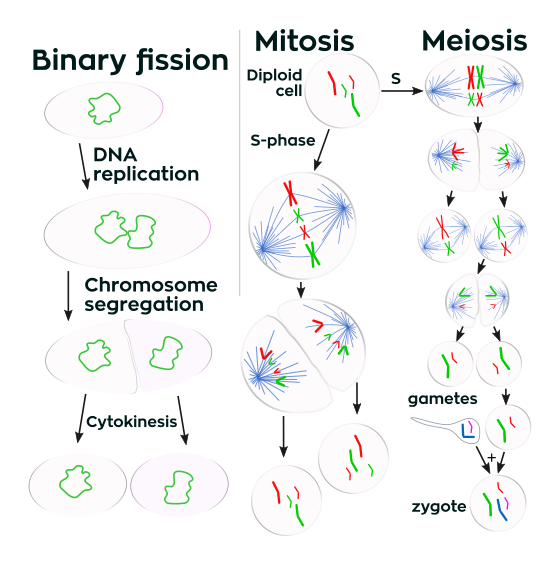 Prokaryotes divide by binary fission, while eukaryotes divide by mitosis or meiosis.