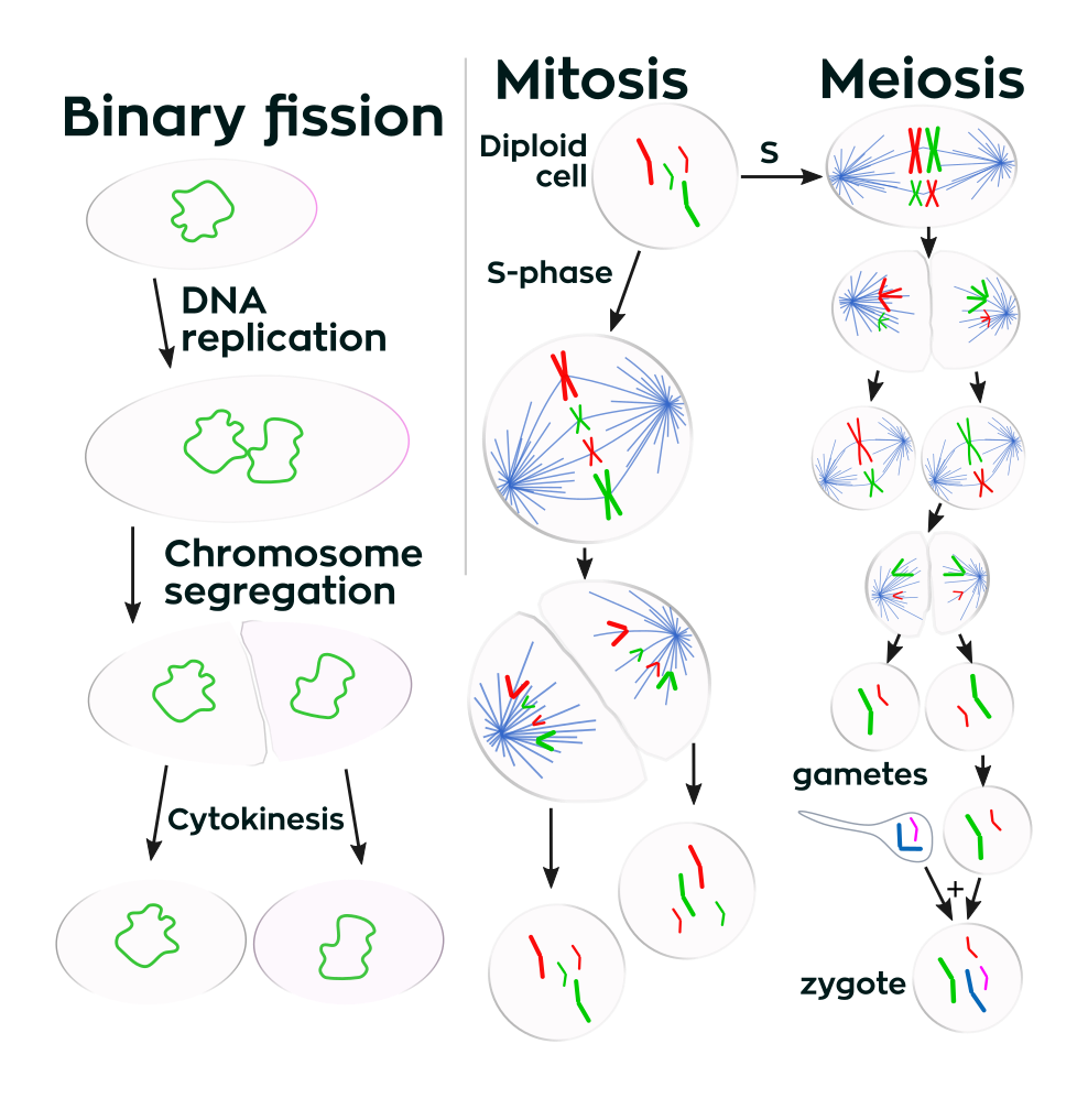 Cell Division-avatar