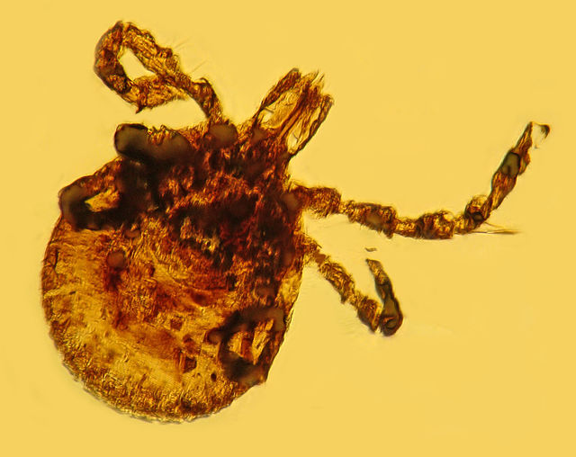 Fossilized tick in Dominican amber