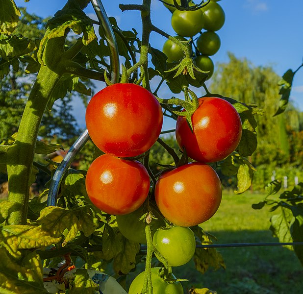 File:Tomaten P1290762.jpg