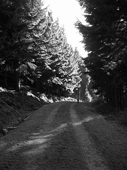 Track, Hargate Forest - geograph.org.uk - 695882