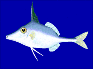 <i>Triacanthus</i> Genus of fishes