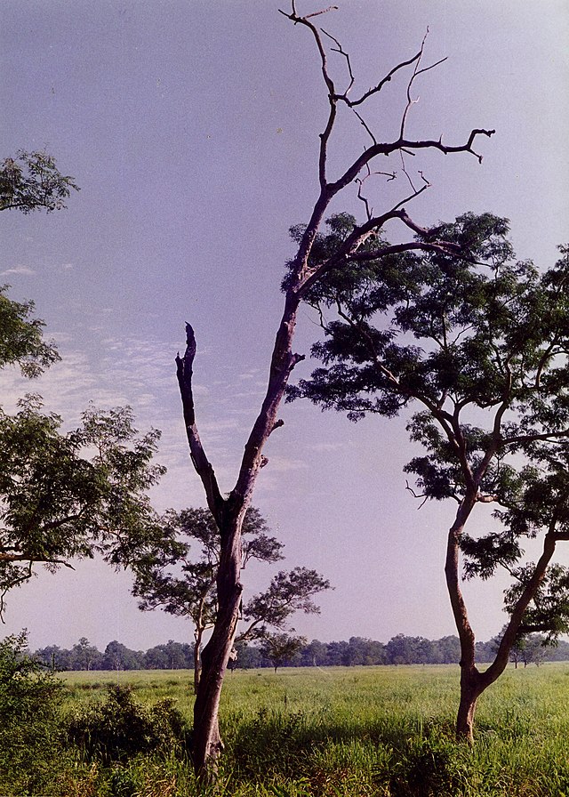 File:Tree_solitary.jpg