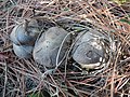 Tricholoma gausapatum