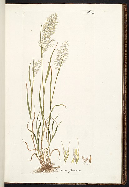 Dosya:Trisetum flavescens illustration (01).jpg