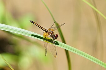 Crimson marsh glider Trithemis aurora female