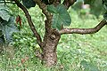 Thân cây Jatropha podagrica, chụp tại Kolkata, Tây Bengal, Ấn Độ