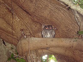 Westelijke madagaskardwergooruil