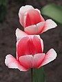 Tulipa 'Apricot Beauty', Tulipan 'Apricot Beauty', 2016-05-02