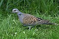 Turtle Dove (Streptopelia turtur) - geograph.org.uk - 667376.jpg