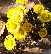 Tussilago farfara 130403.jpg