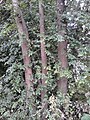 Ulmus minor (fastigiate habit). Next to St James's Episcopal Church, Charlotte Street, Leith, Edinburgh (2).jpg