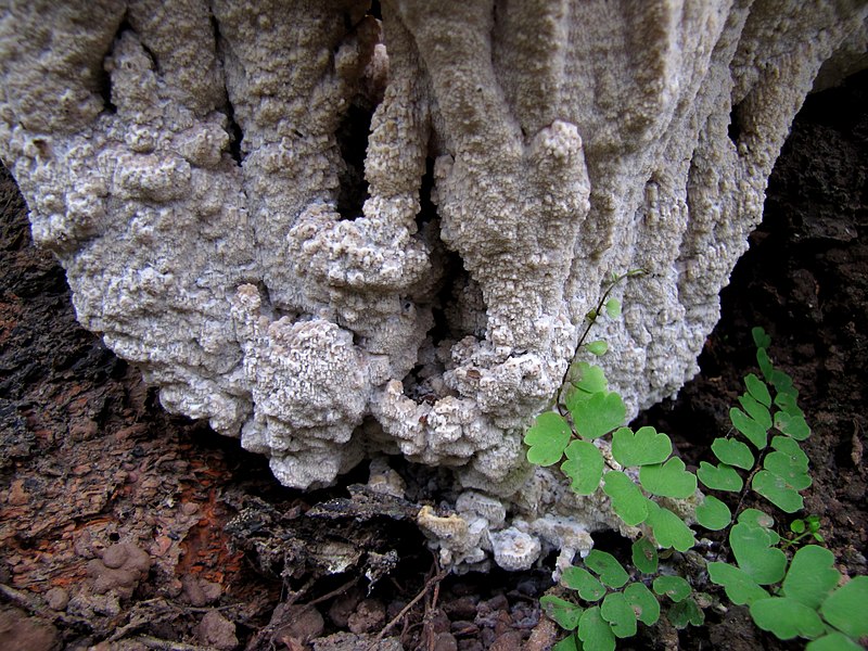 File:Unidentified fungi 6184.jpg