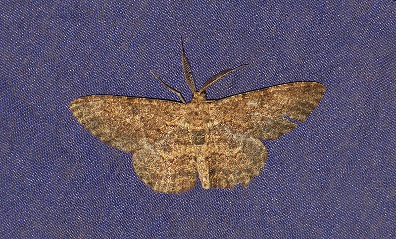 File:Unidentified moth 6838.JPG