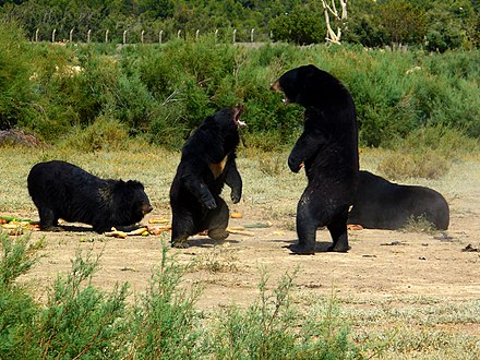 Captive Asian black bears during an aggressive encounter