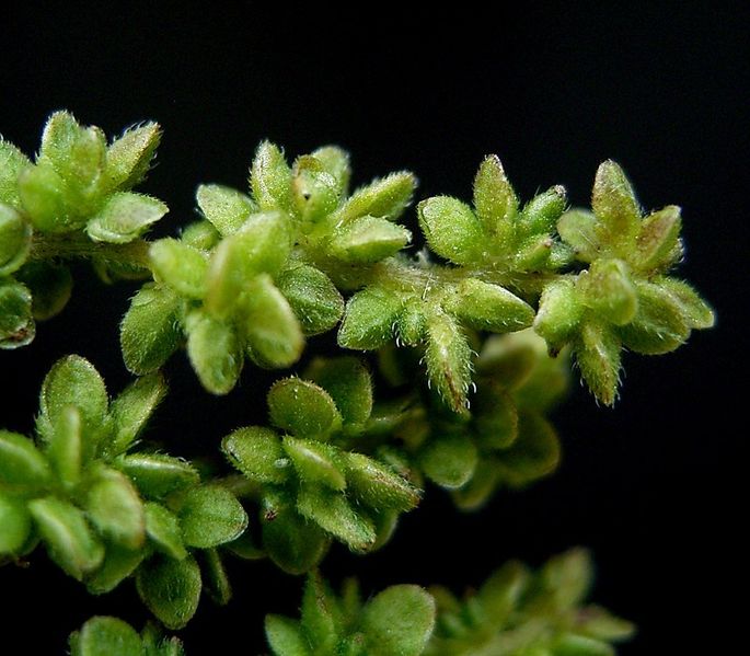 File:Urtica dioica32 ies.jpg