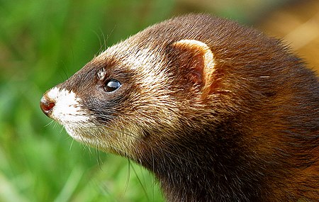 Velvet the polecat.jpg