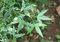Vepris lanceolata, feuilles
