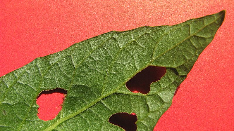 File:Vernonia sp. - Flickr - Alex Popovkin, Bahia, Brazil.jpg