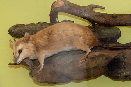 Vieraugen-Opossum (Metachirus nudicaudatus).jpg