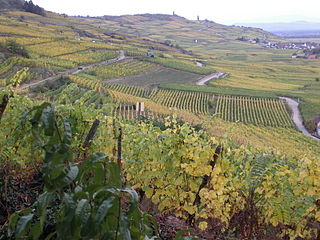 Alsace wine wine-producing region
