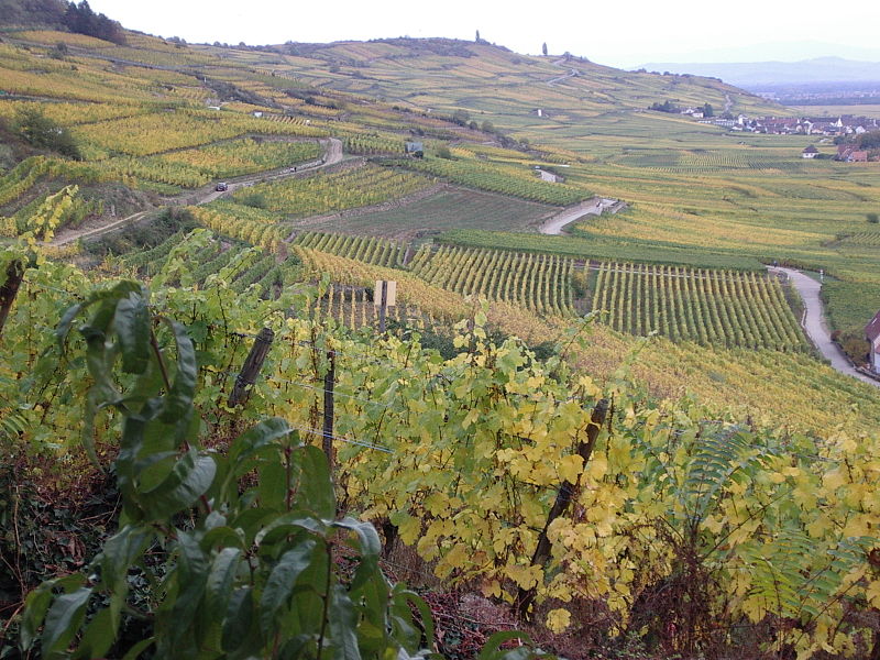 File:Vignoble vu depuis Kaisersberg.jpg