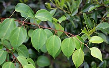 Vine near the skywalk Dorrigo National Park.jpg