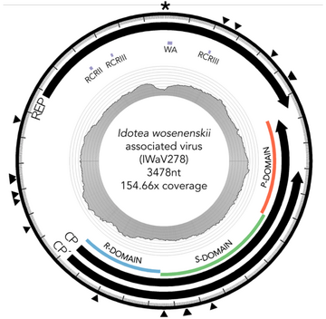 Idotea-Virus Iwav278