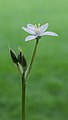 86 Vogelmelk (Ornithogalum). d.j.b 02 uploaded by Famberhorst, nominated by Commonists,  11,  0,  0
