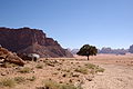 * Nomination Wadi Rum at Lawrence spring --Berthold Werner 18:53, 11 February 2010 (UTC) * Promotion Slight CA (rock at right) but otherwise QI. That must have been a fantastic trip. --Iotatau 19:09, 11 February 2010 (UTC) Indeed. --Berthold Werner 10:13, 12 February 2010 (UTC)