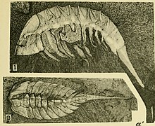 Walcott Kambrium Geologi dan Paleontologi II piring 29 (dipotong).jpg