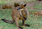 Vorschaubild für Sumpfwallaby