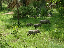 Warthog Warthog Niokolo Koba.jpg