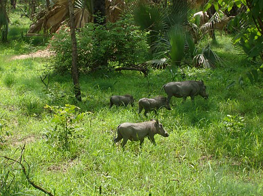 Warthog Niokolo Koba