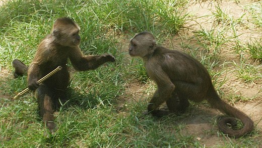 Dominance hierarchy behaviour, as in these weeper capuchin monkeys, may be homologous across the primates.