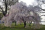 Thumbnail for File:Weeping cherry on the Potomac River 02 - 2013-04-09 (8634372283).jpg