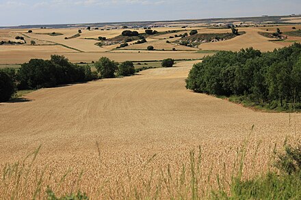 Wheat fields in the outskirts of Burgos