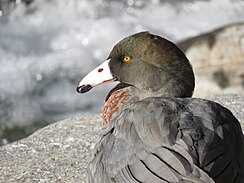 Image of blue duck