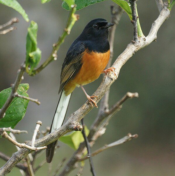 File:White-rumped Shama (12057633293).jpg