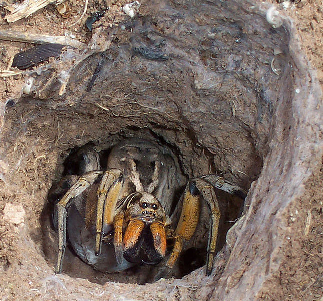 File:Wolf spider tunnel.jpg