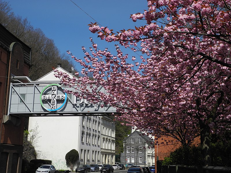 File:Wuppertal, Grünanlage östlich der Schwebebahnstation Varresbecker Straße, Kirschblüte 2021 (07).jpg